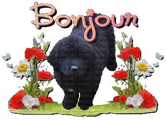 bonjour terre-neuve - Animovaný GIF zadarmo