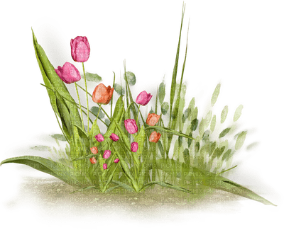 plants katrin - besplatni png