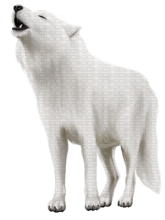 Wolf Winter White - Bogusia - Free PNG