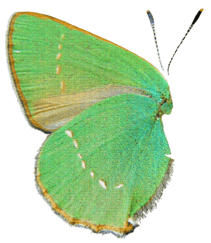 deco fantasy wings png tube kikkapink green - ücretsiz png