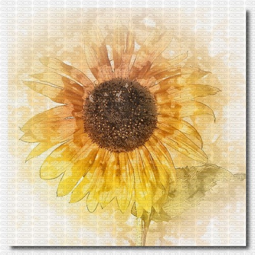 Sunflower-RM - png ฟรี