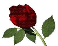 flowers katrin - Безплатен анимиран GIF
