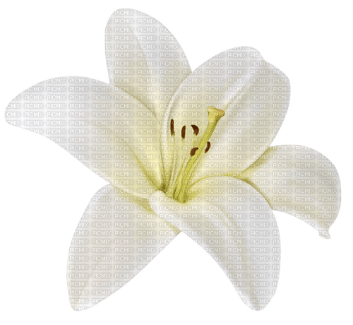 gala flowers - besplatni png