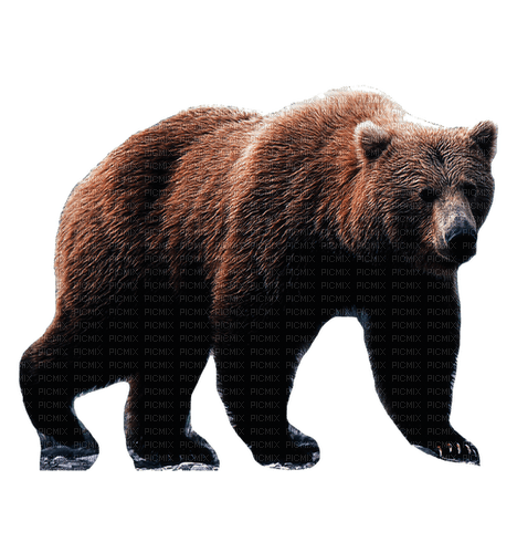 bär bear milla1959 - Free PNG