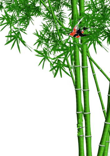 loly33 bambou - PNG gratuit