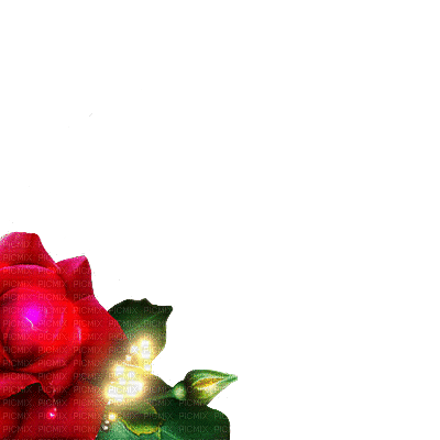 Red rose - GIF animate gratis