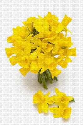 chantalmi fleur jonquille jaune fond - png grátis