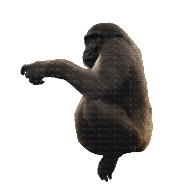 Gorilla - GIF animado grátis