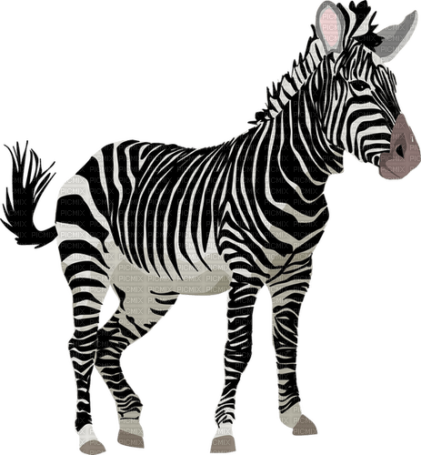 Zebra - kostenlos png