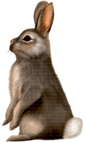 bunny dolceluna spring easter - PNG gratuit