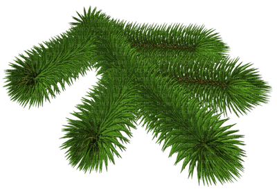 pine branch - бесплатно png