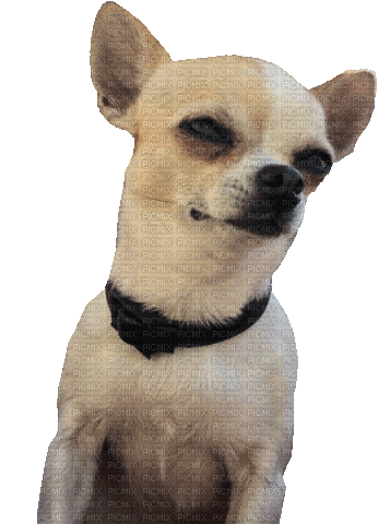 dog - Bezmaksas animēts GIF