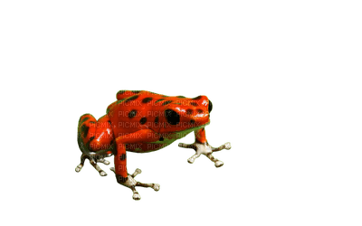 sammakko, frog - Free PNG