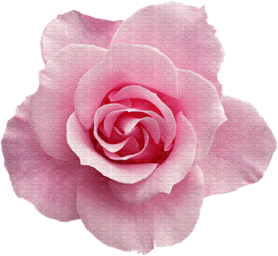 Kaz_Creations Deco Flowers Flower Colours - 無料png