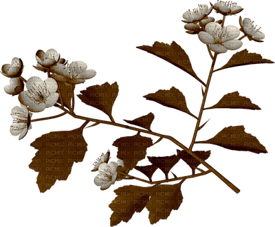 deco flowers anastasia - 無料png