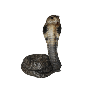 Kaz_Creations Snakes Snake - png grátis
