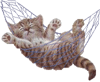 kitty - Darmowy animowany GIF