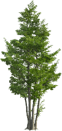 albero - png gratuito