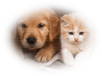 patymirabelle chien et chat - zdarma png