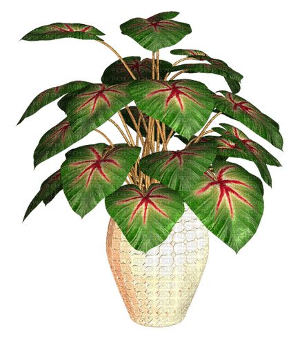 Bloemen en planten - Free PNG