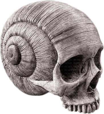 skull by nataliplus - бесплатно png
