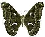 Butterfly, Butterflies, Insect, Insects, Deco, Yellow, Green, GIF - Jitter.Bug.Girl - Darmowy animowany GIF
