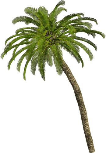palm by nataliplus - фрее пнг