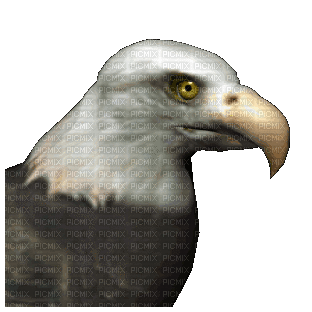 Eagle.Águila.Bird.gif.Victoriabea - Darmowy animowany GIF