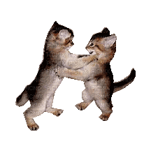 Cats Kittens Playing Fighting - Darmowy animowany GIF