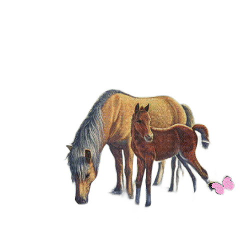 Лошадь - png grátis
