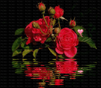 rosas - Kostenlose animierte GIFs