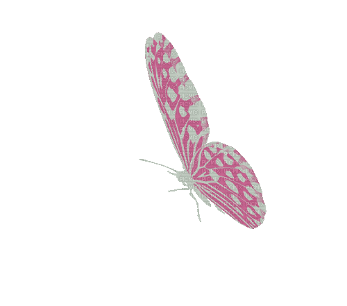 Schmetterling - Free animated GIF