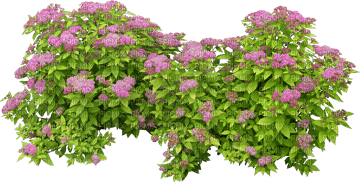 кусты с цветами - Free PNG