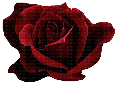 róża - Gratis geanimeerde GIF