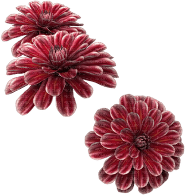 fleur rouge.Cheyenne63 - Free PNG