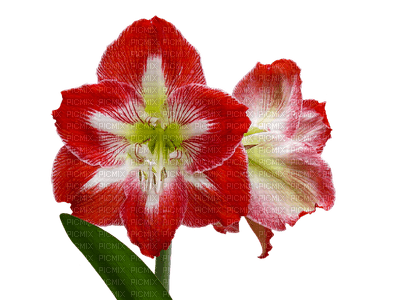 flower, fleur, kukka - kostenlos png