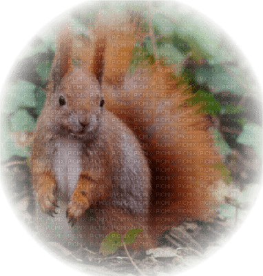 tube écureuil - PNG gratuit