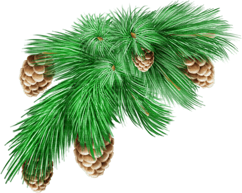 pine branch deco winter christmas rox - besplatni png