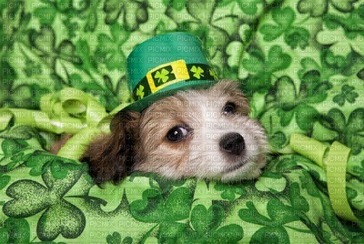 St.Paddy's Day - kostenlos png