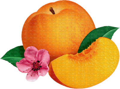 FRUIT DECO - Free PNG