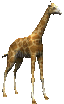 giraffe-NitsaPap - GIF animado gratis