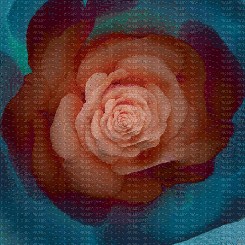 Background Rose Flower - Gratis geanimeerde GIF
