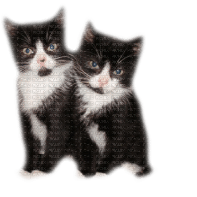 cats - zadarmo png