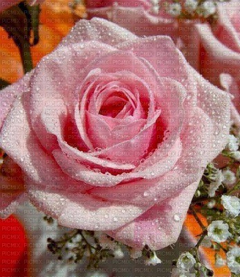 ruža R - png grátis