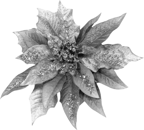 Christmas.Flower.Silver - 免费PNG