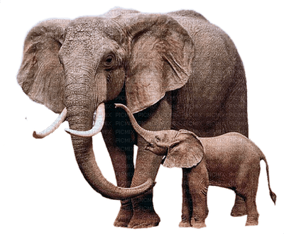 Kaz_Creations Elephants Elephant - 免费PNG