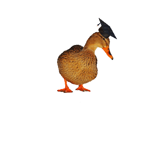 Nina duck - GIF animado gratis