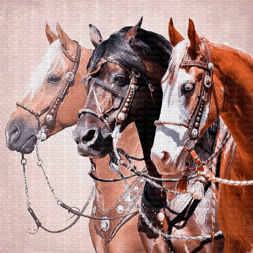 pferde horse milla1959 - GIF animé gratuit