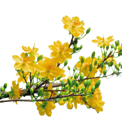 FLOWERS - png grátis
