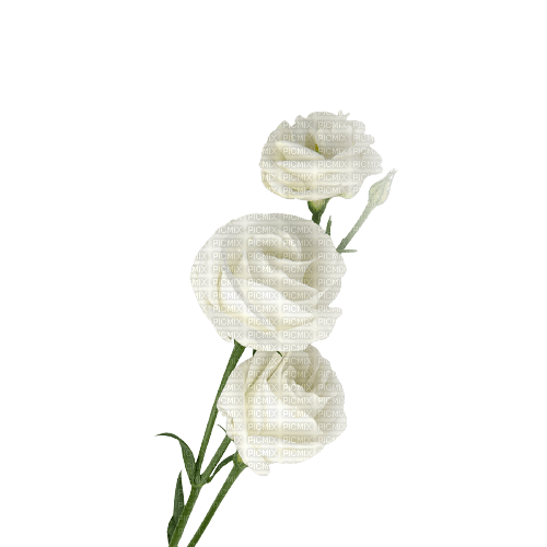 white roses - PNG gratuit